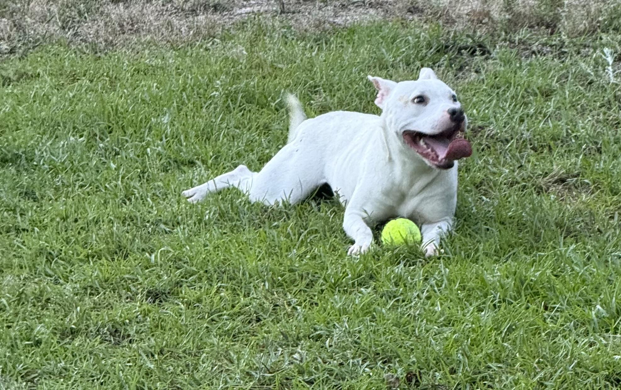 Snow, a Adopted mixed breed in Mount Croghan, SC image 3/4