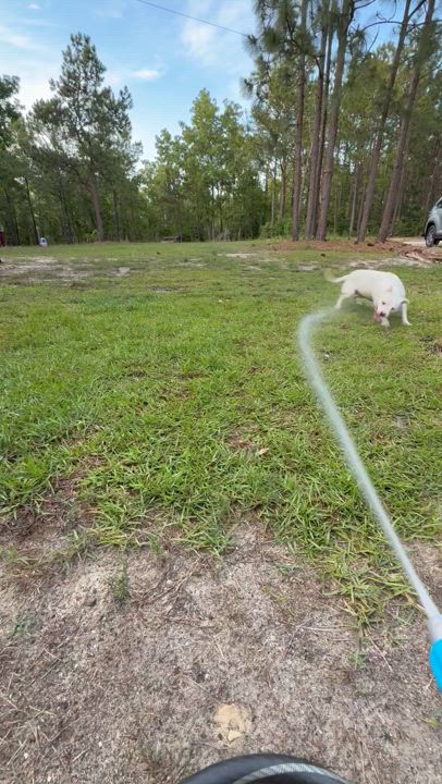 Enlarge Snow, a Adopted mixed breed in Mount Croghan, SC video 4/4
