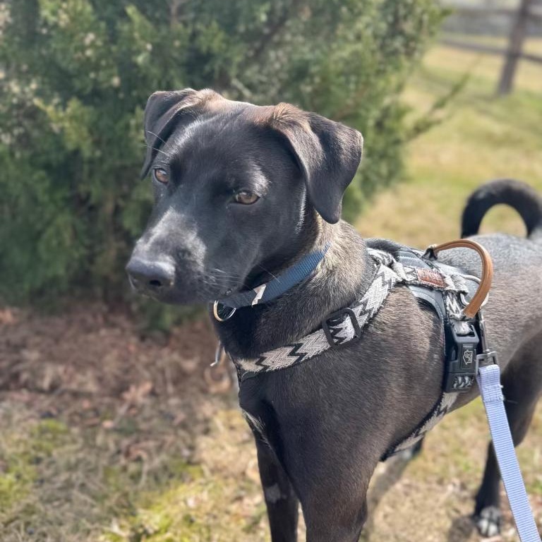 Enlarge Monty - Your Best Mate, an adopted mixed breed in BAYONNE, NJ image 5/6