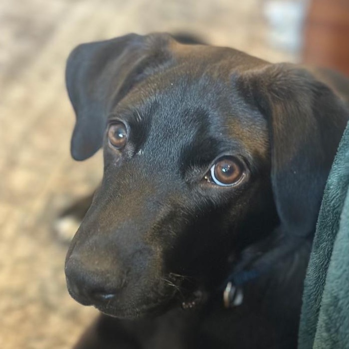 Enlarge Monty - Your Best Mate, an adopted mixed breed in BAYONNE, NJ image 2/6