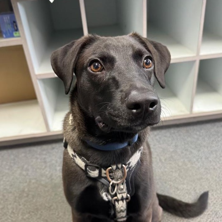 Enlarge Monty - Your Best Mate, an adopted mixed breed in BAYONNE, NJ image 4/6