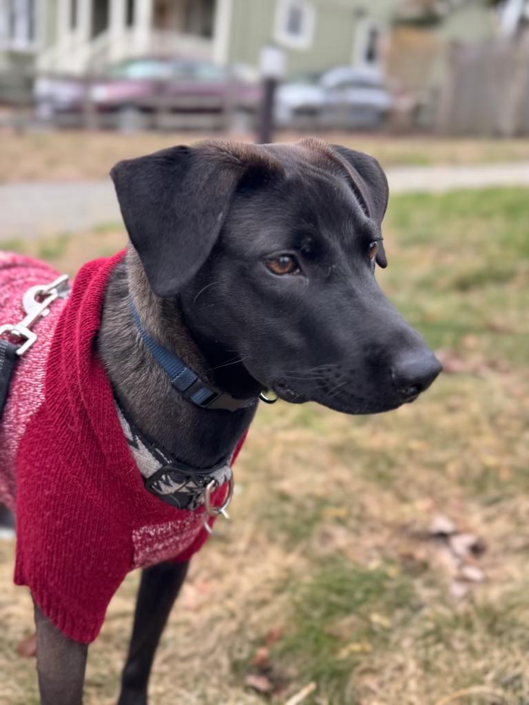 Enlarge Monty - Your Best Mate, an adopted mixed breed in BAYONNE, NJ image 6/6