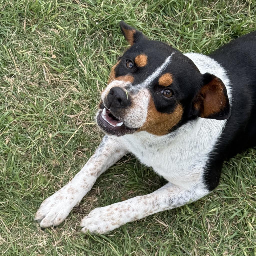 Sister, a Adoptable mixed breed in Brenham, TX image 2/6