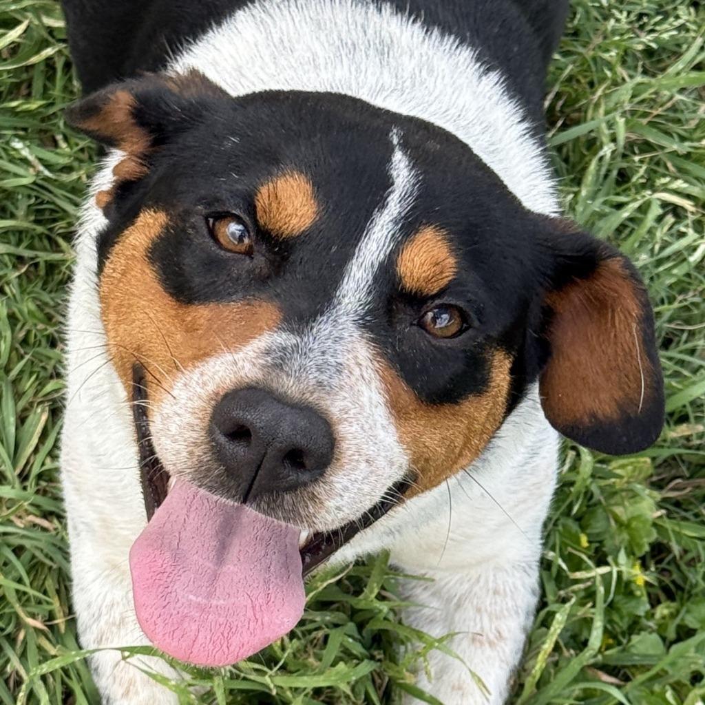 Sister, Adoptable, Puppy Female Corgi & Australian Shepherd.