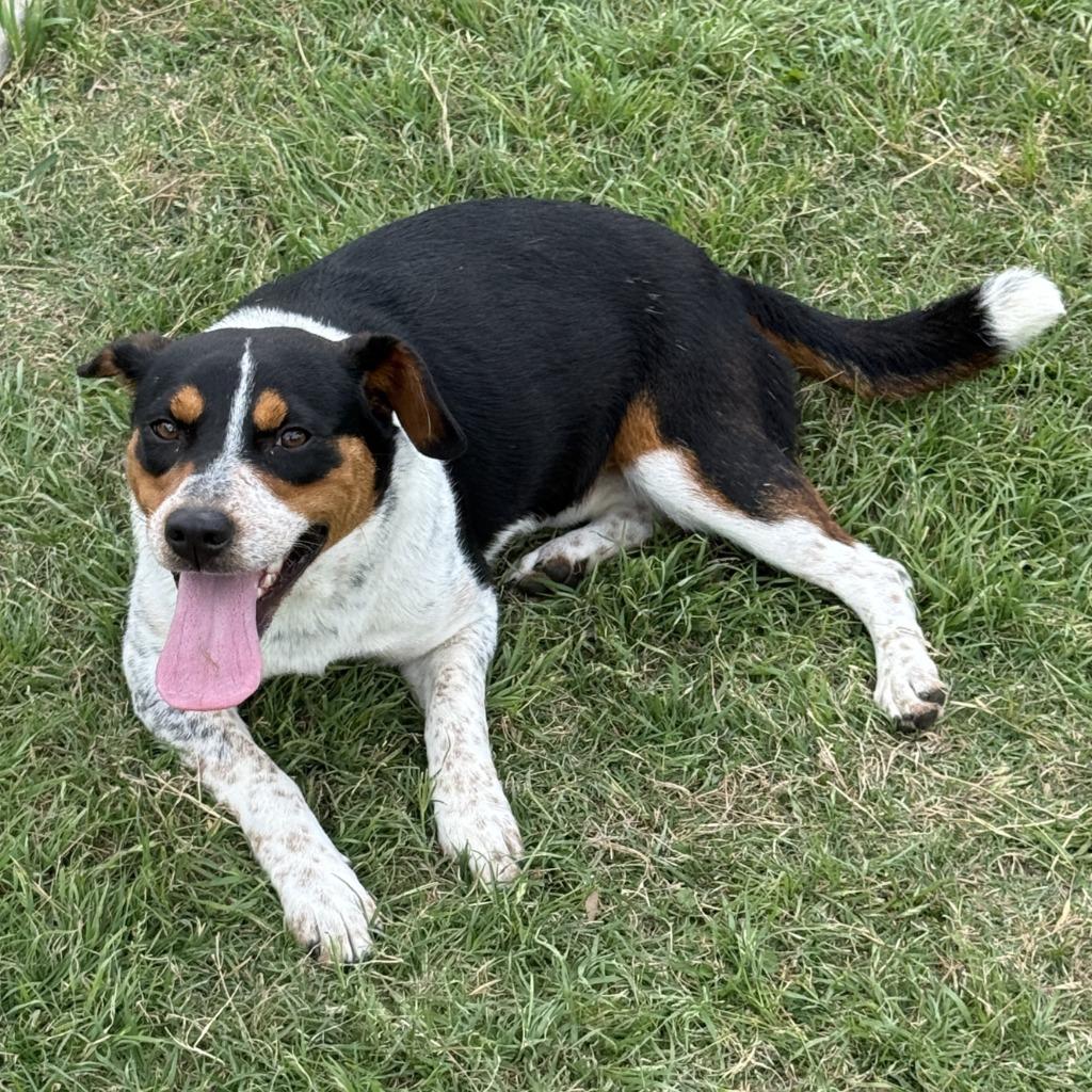 Sister, a Adoptable mixed breed in Brenham, TX image 3/6