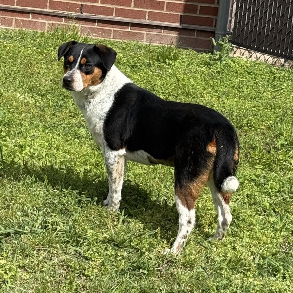 Sister, a Adoptable mixed breed in Brenham, TX image 4/6