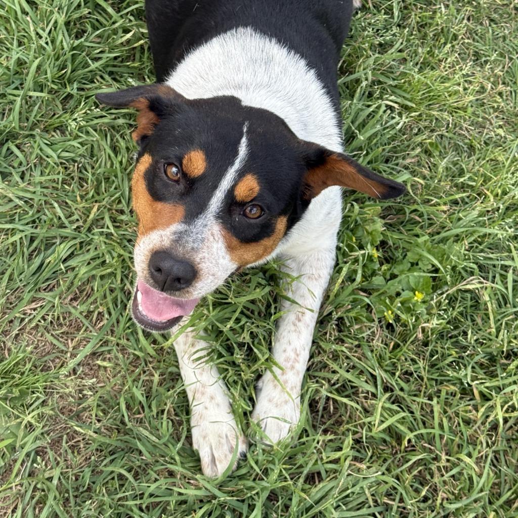 Sister, a Adoptable mixed breed in Brenham, TX image 5/6