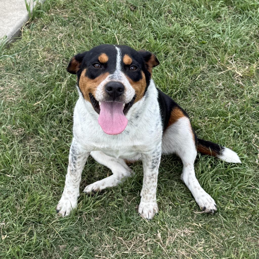 Sister, a Adoptable mixed breed in Brenham, TX image 6/6