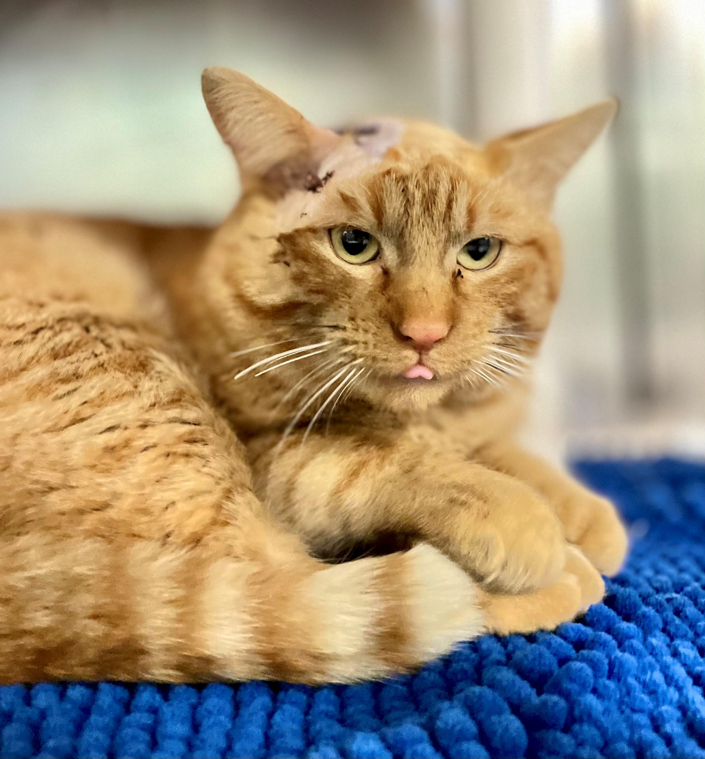 Enlarge Wade Wilson, an adopted Domestic Short Hair in Hamilton, ON image 4/4