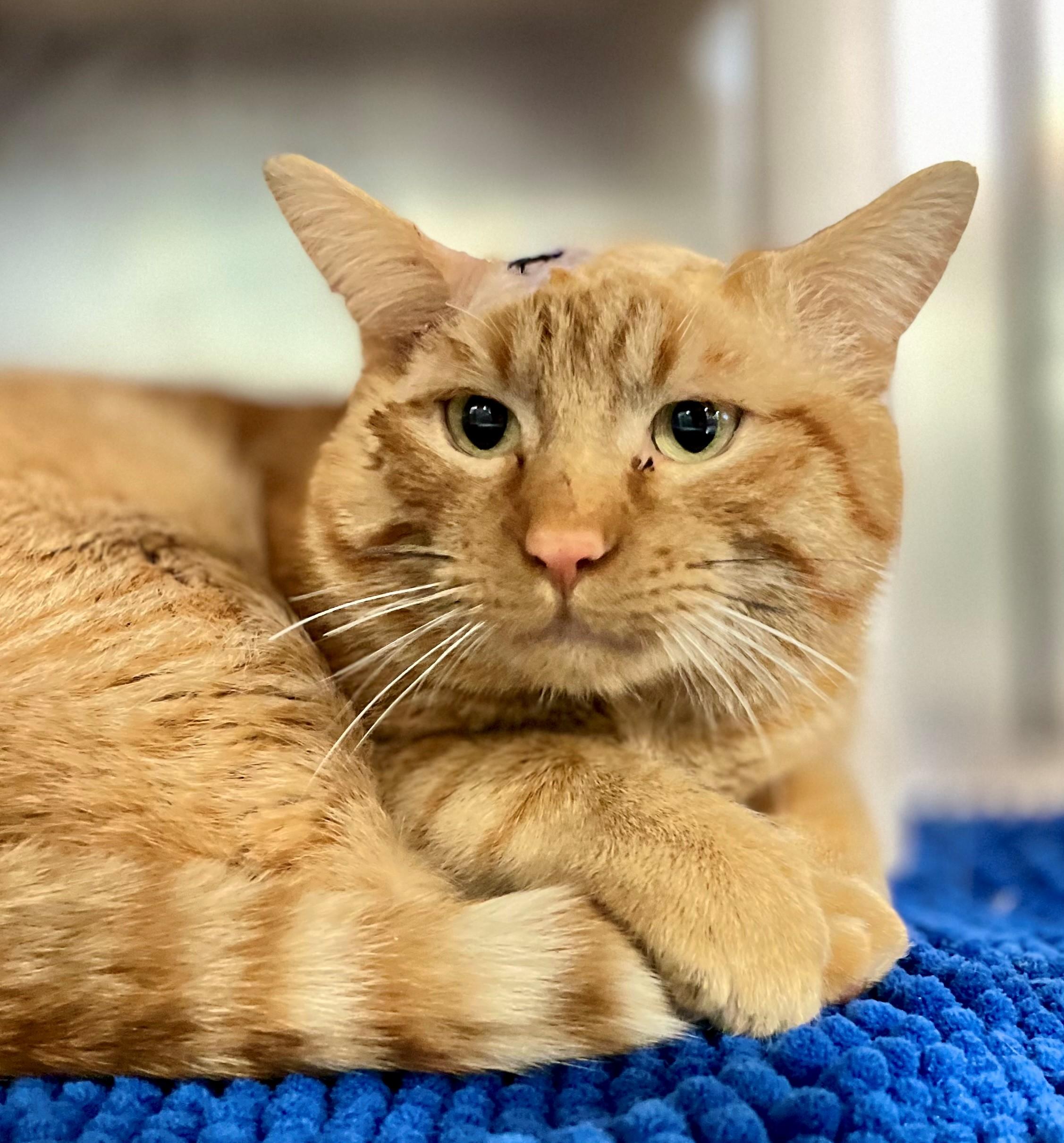 Enlarge Wade Wilson, an adopted Domestic Short Hair in Hamilton, ON image 3/4