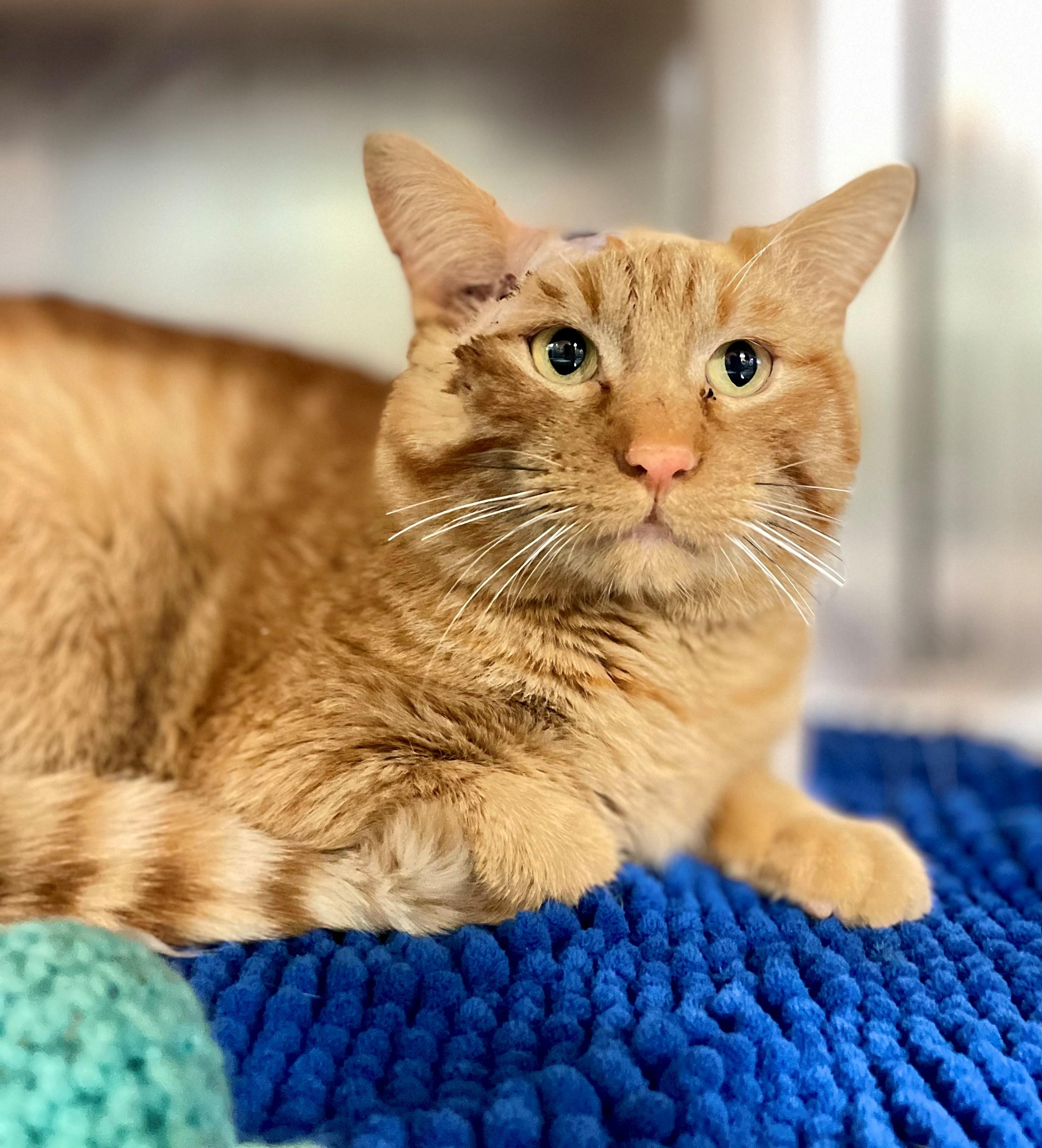 Enlarge Wade Wilson, an adopted Domestic Short Hair in Hamilton, ON image 2/4