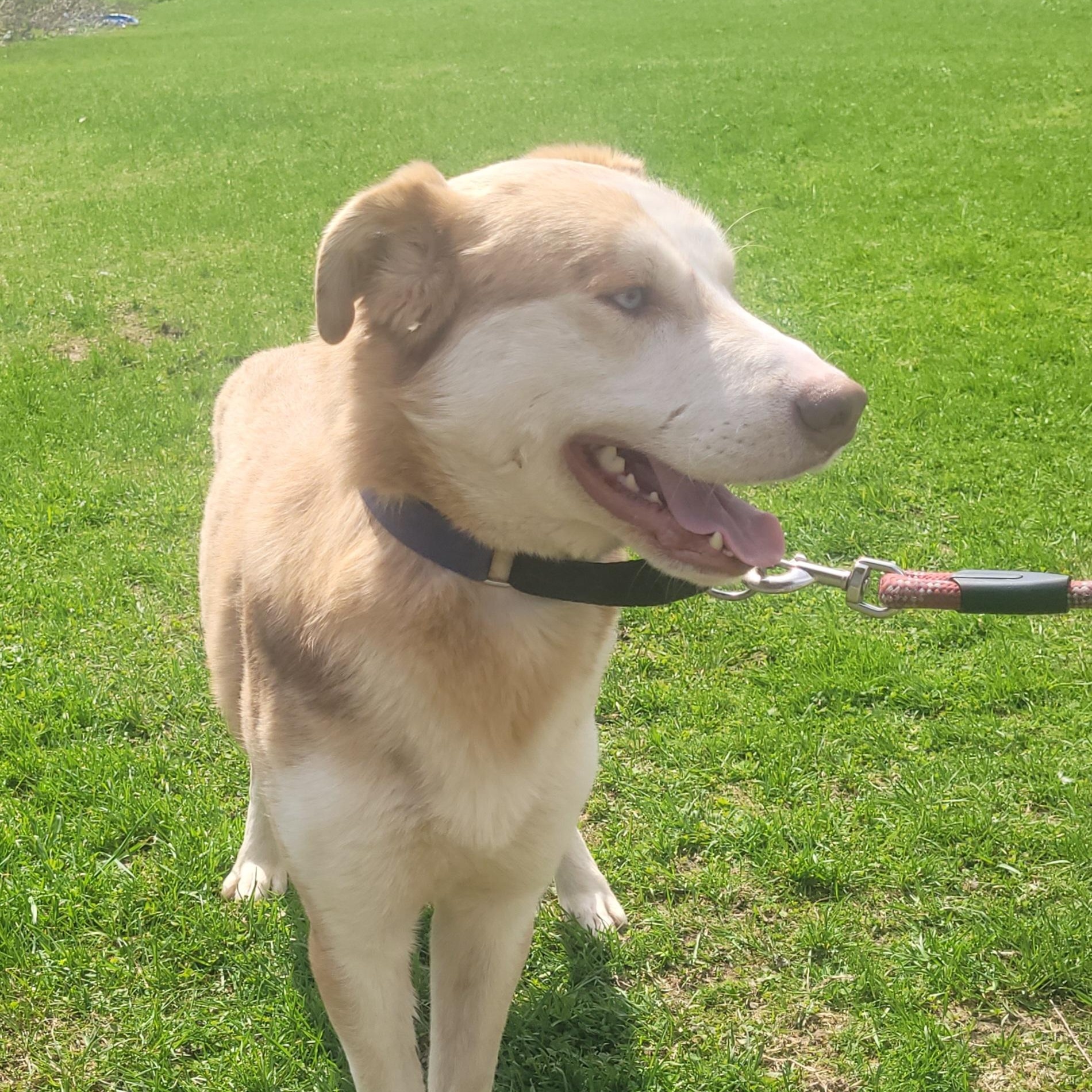 Enlarge Lionel (Courtesy Post), a Adoptable mixed breed in Oswego, NY image 2/3