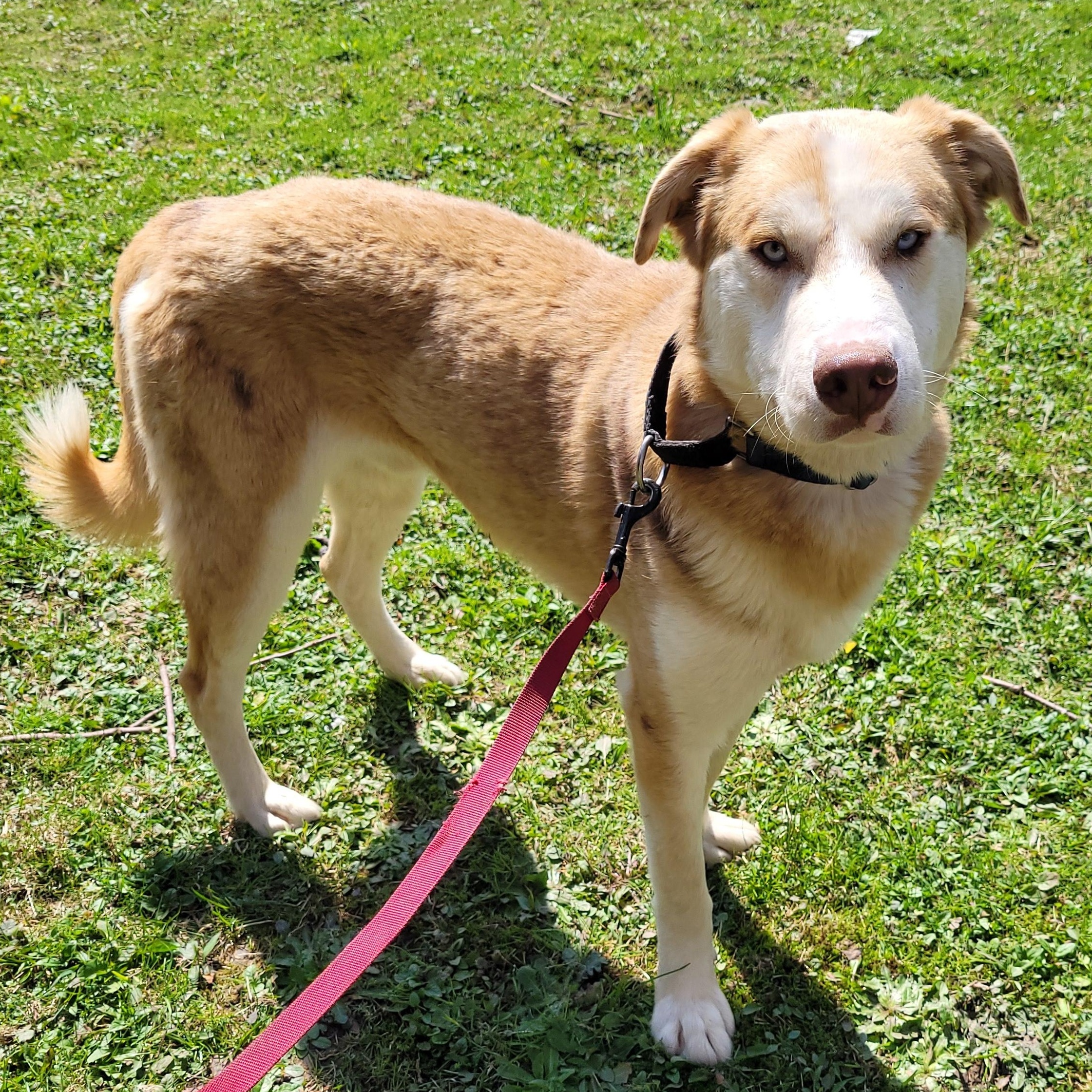 Enlarge Lionel (Courtesy Post), a Adoptable mixed breed in Oswego, NY image 1/3