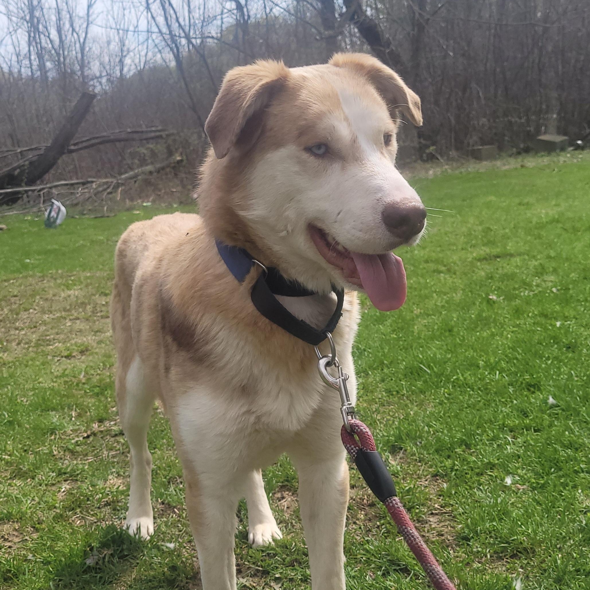 Enlarge Lionel (Courtesy Post), a Adoptable mixed breed in Oswego, NY image 3/3