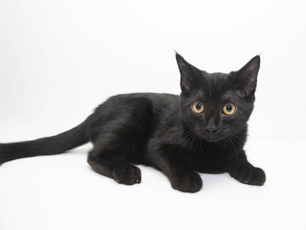 Enlarge Bruce Wayne, a Adoptable mixed breed in Lansing, KS image 1/2