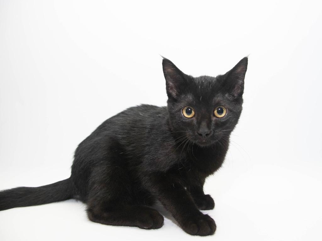 Enlarge Bruce Wayne, a Adoptable mixed breed in Lansing, KS image 2/2