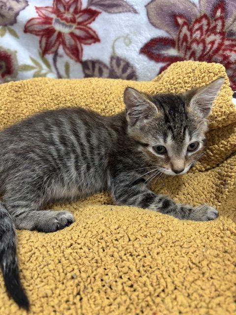 Enlarge Luke Skywalker, a Adopted Tabby in Magnolia Springs, AL image 1/3
