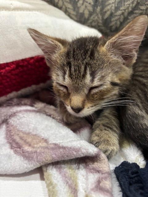 Enlarge Luke Skywalker, a Adopted Tabby in Magnolia Springs, AL image 2/3