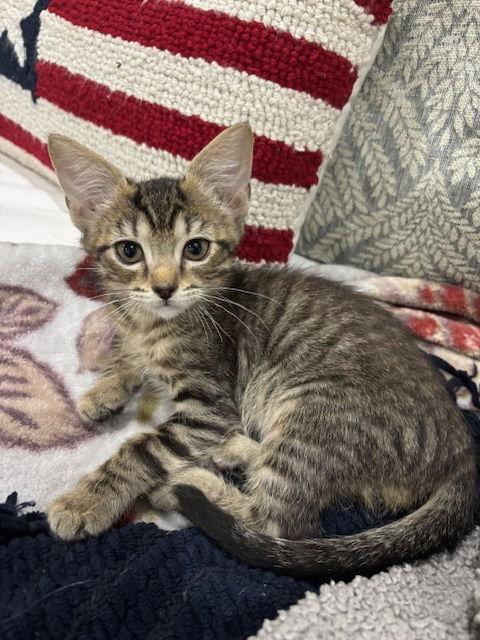 Enlarge Luke Skywalker, a Adopted Tabby in Magnolia Springs, AL image 3/3