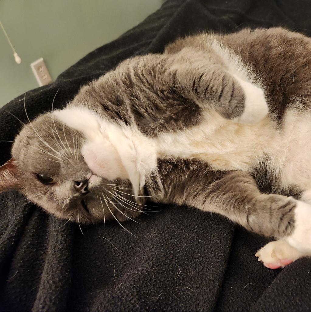 Mr. Mustache, Adoptable, Senior Male Domestic Short Hair.