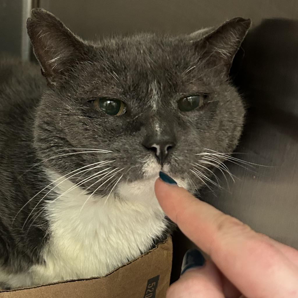 Enlarge Mr. Mustache, a Adoptable Domestic Short Hair in Sherwood, OR image 2/4