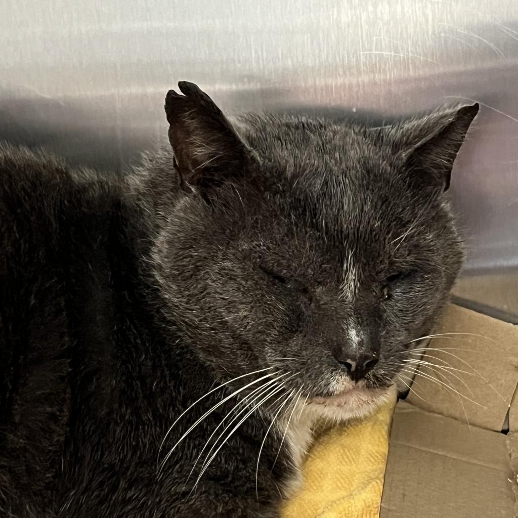 Enlarge Mr. Mustache, a Adoptable Domestic Short Hair in Sherwood, OR image 3/4