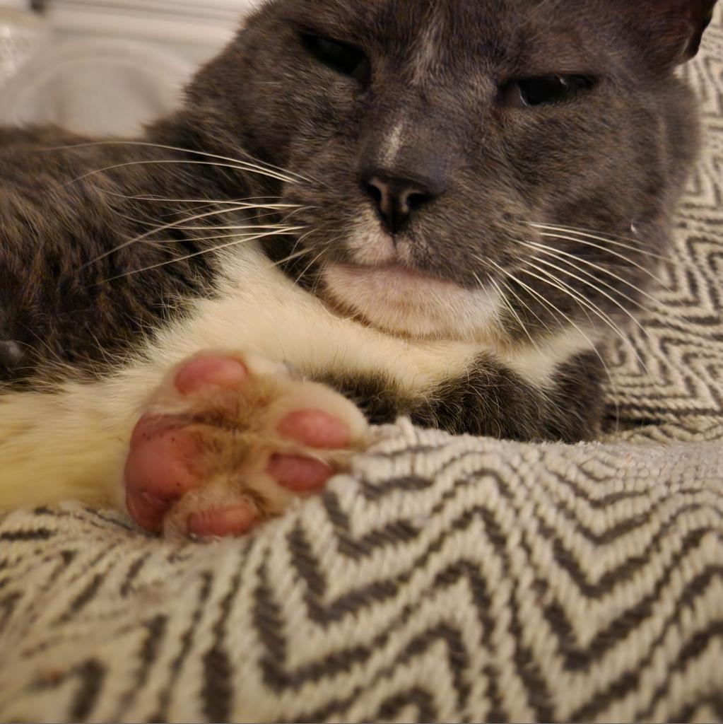 Enlarge Mr. Mustache, a Adoptable Domestic Short Hair in Sherwood, OR image 4/4