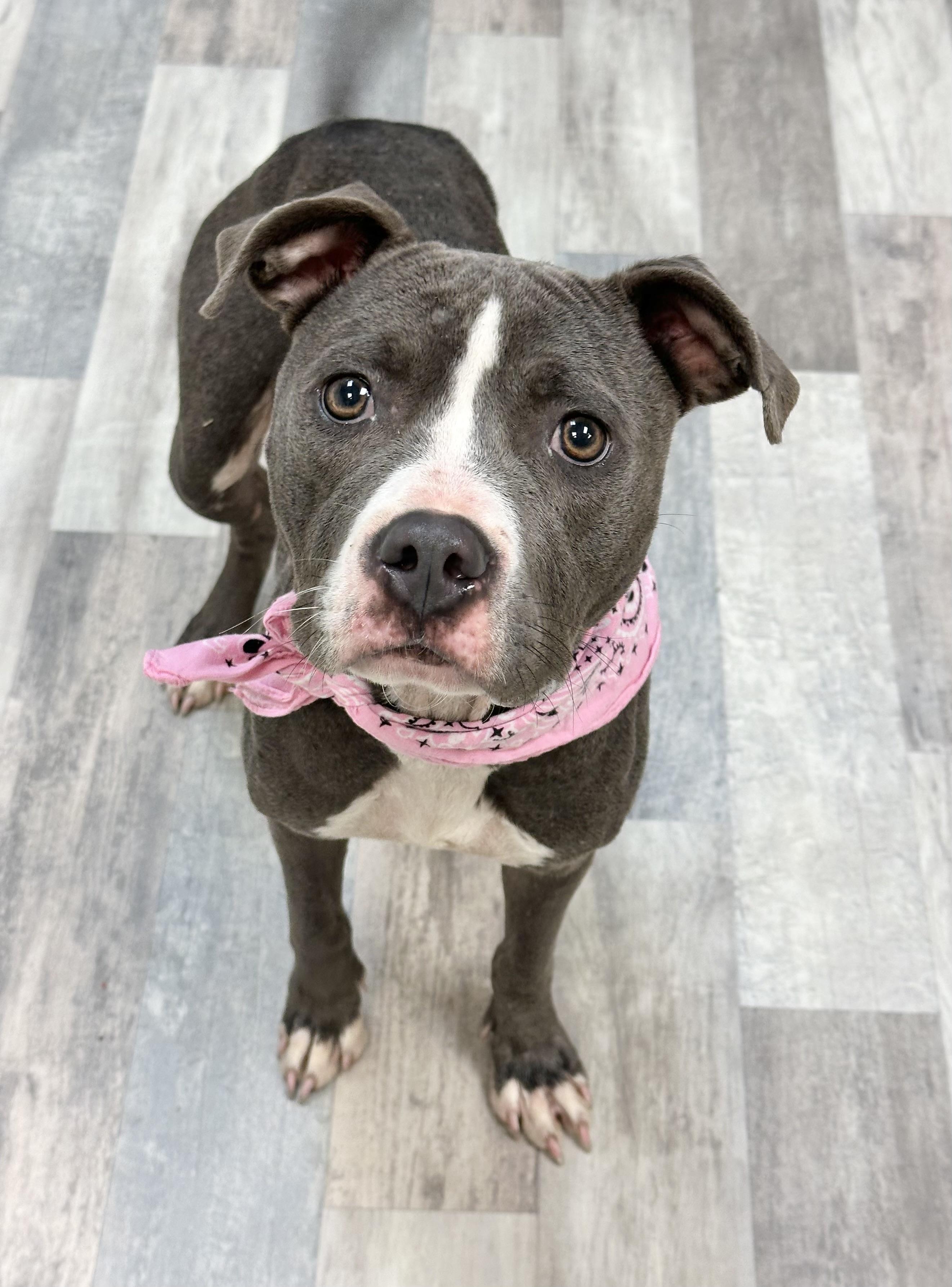 Kindle, a ADOPTABLE mixed breed in Lufkin, TX image 1/4