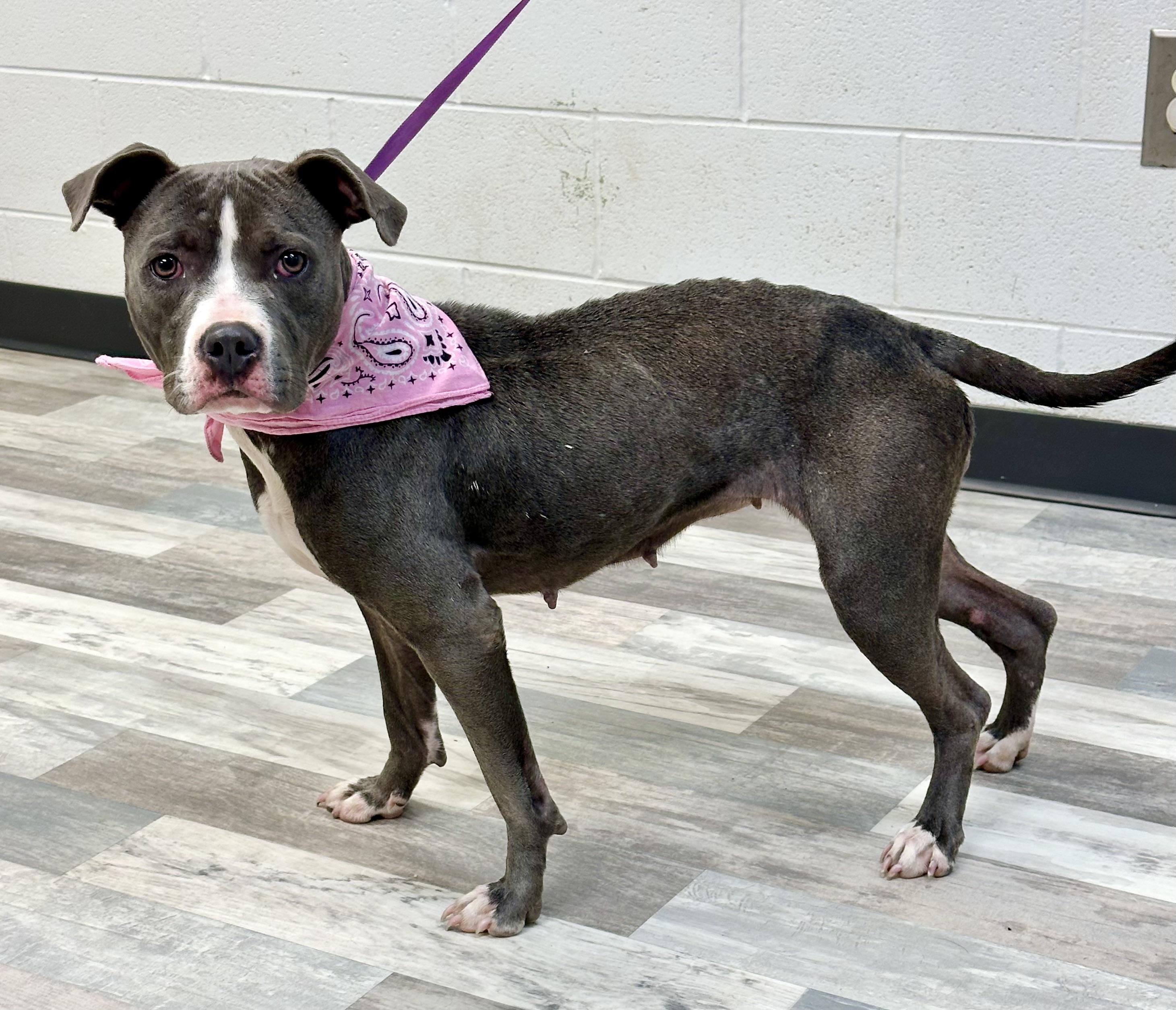 Kindle, a ADOPTABLE mixed breed in Lufkin, TX image 2/4