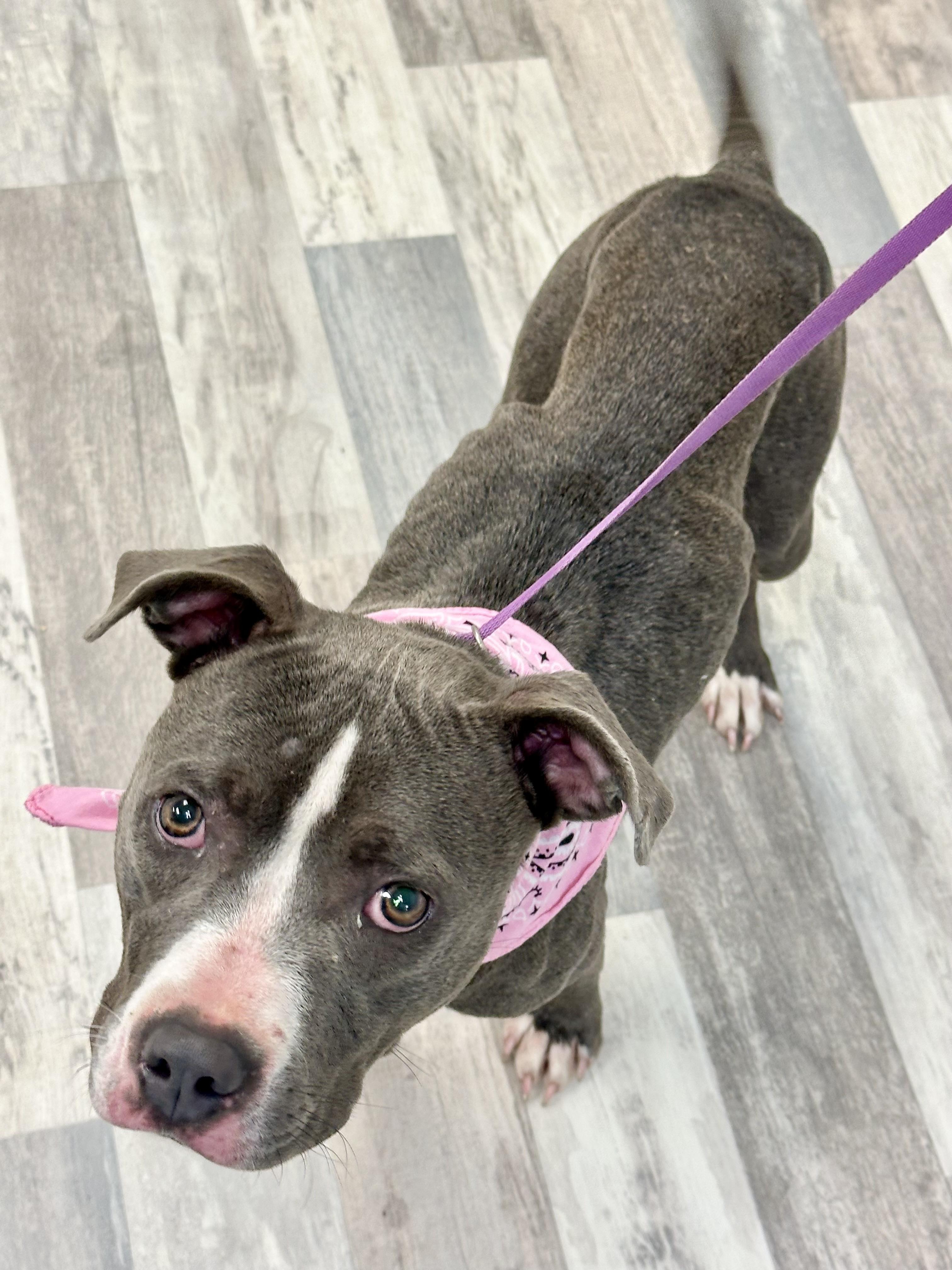 Kindle, a ADOPTABLE mixed breed in Lufkin, TX image 3/4