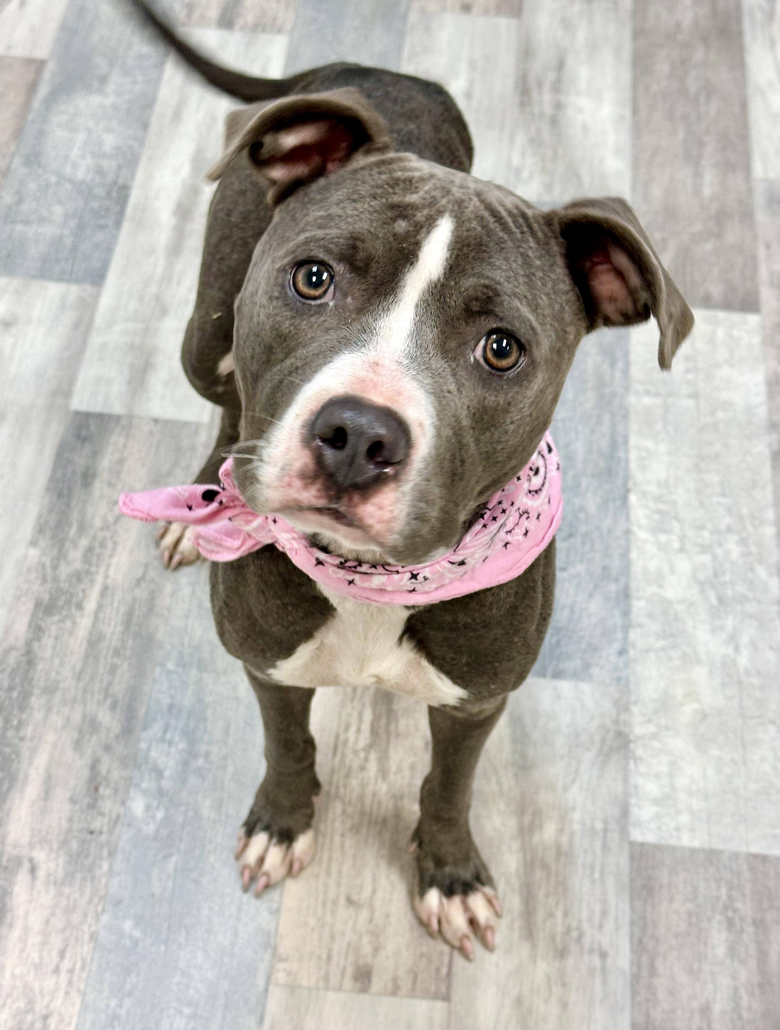 Kindle, a ADOPTABLE mixed breed in Lufkin, TX image 4/4