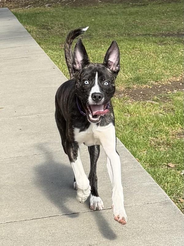 Cairo, Adoptable, Young Male Pit Bull Terrier & Siberian Husky.