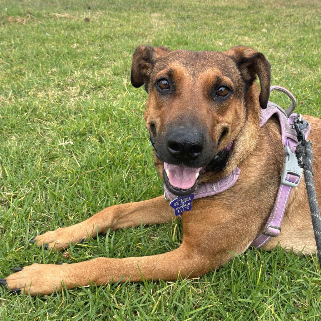 Regina, a Adoptable Mixed Breed in San Francisco, CA image 1/5