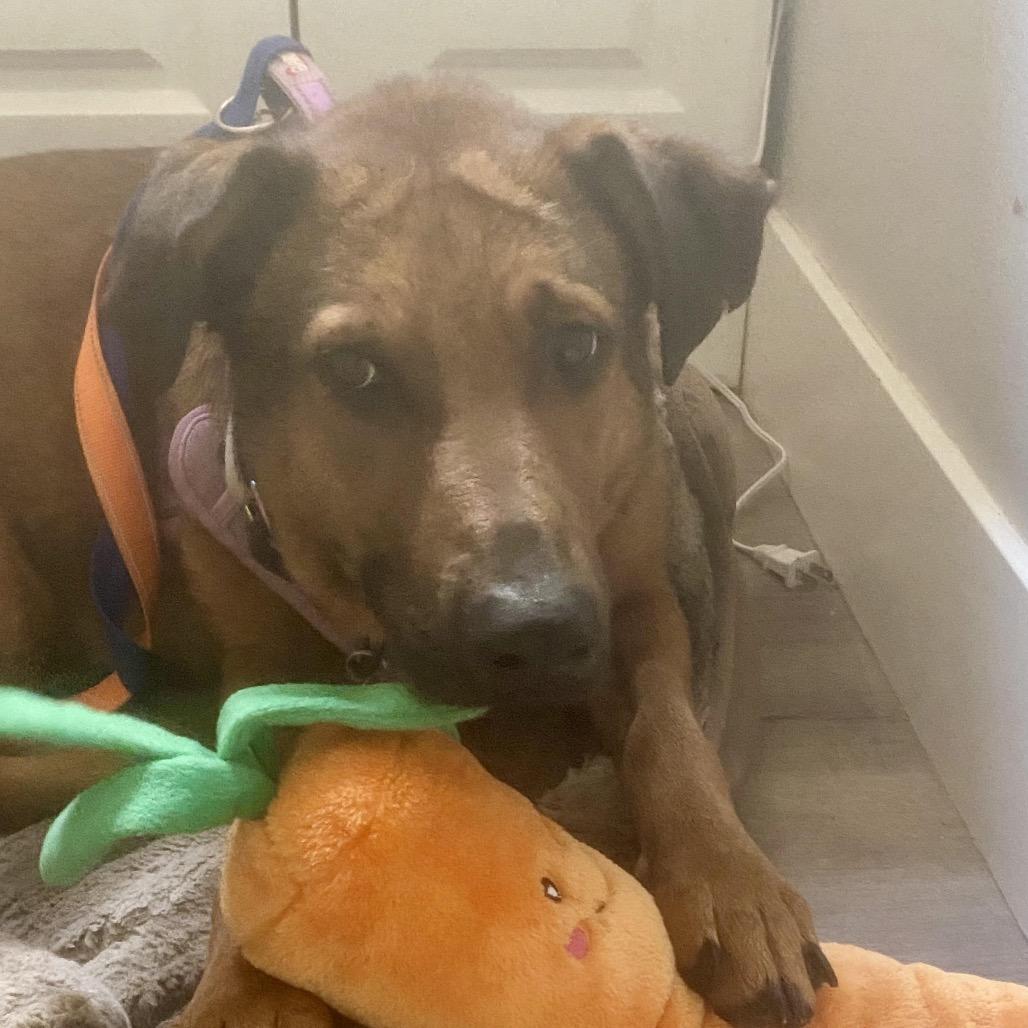 Regina, a Adoptable Mixed Breed in San Francisco, CA image 2/5