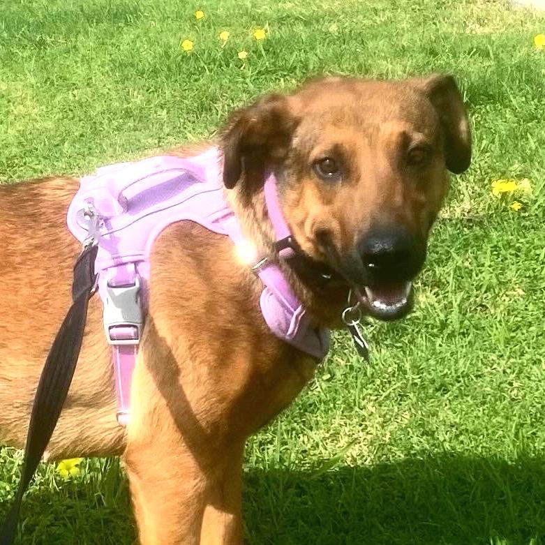 Regina, a Adoptable Mixed Breed in San Francisco, CA image 3/5