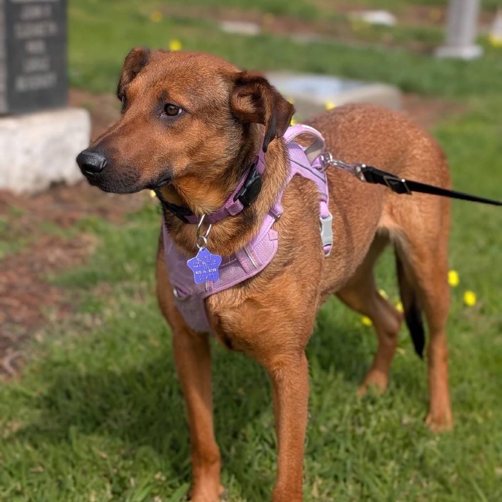 Regina, a Adoptable Mixed Breed in San Francisco, CA image 4/5