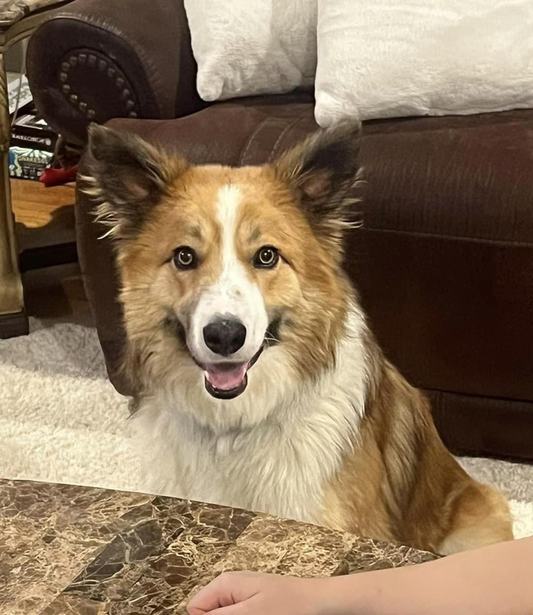 Enlarge Weller Clyde, a Adopted Border Collie in Elyria, OH image 1/6