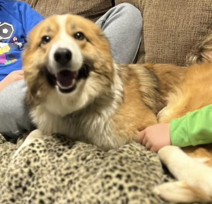 Enlarge Weller Clyde, a Adopted Border Collie in Elyria, OH image 2/6