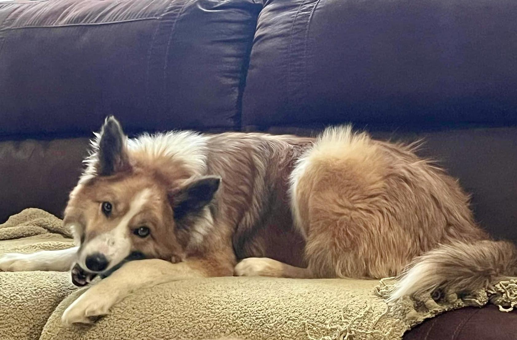 Enlarge Weller Clyde, a Adopted Border Collie in Elyria, OH image 3/6