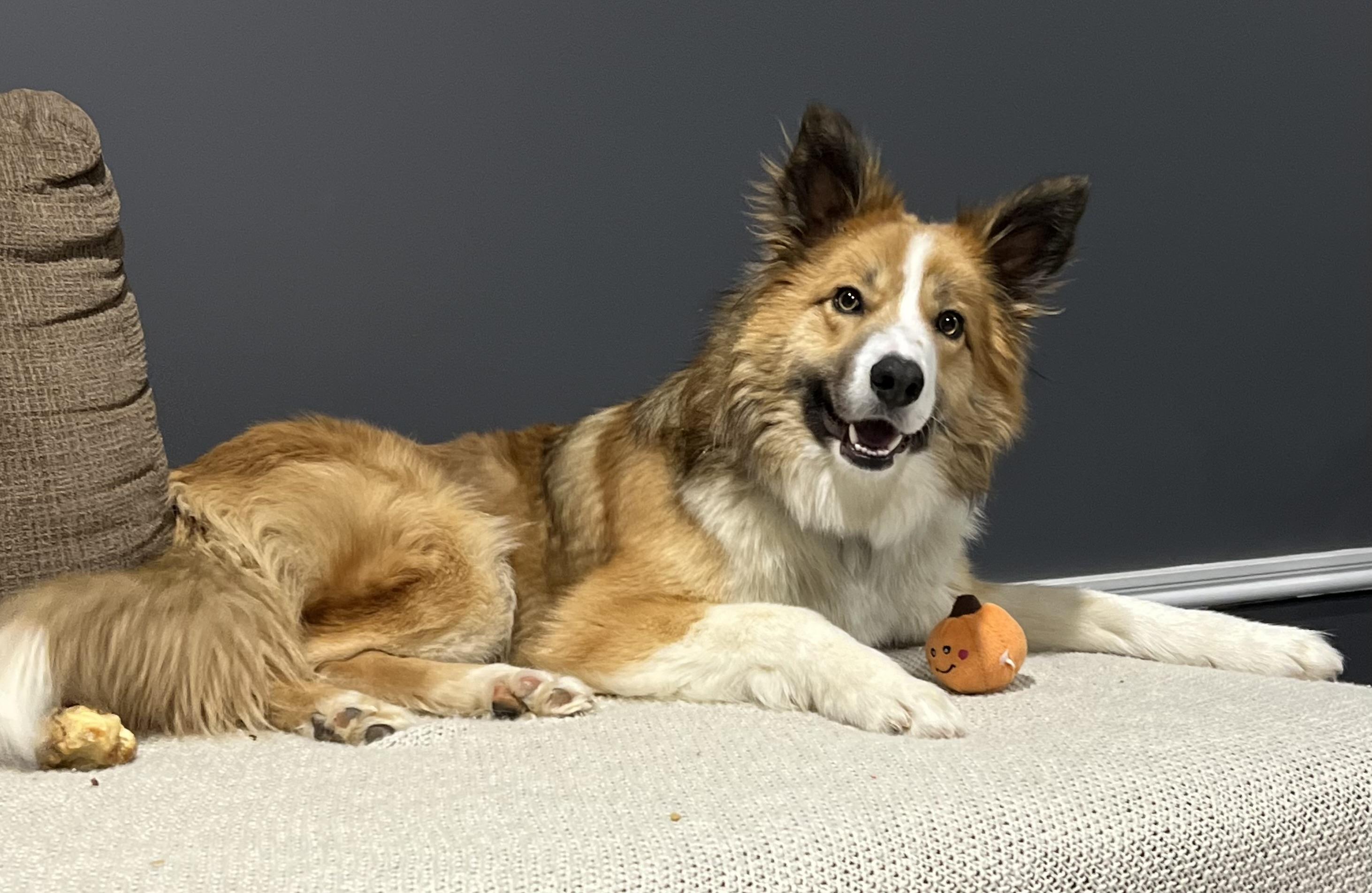 Enlarge Weller Clyde, a Adopted Border Collie in Elyria, OH image 4/6