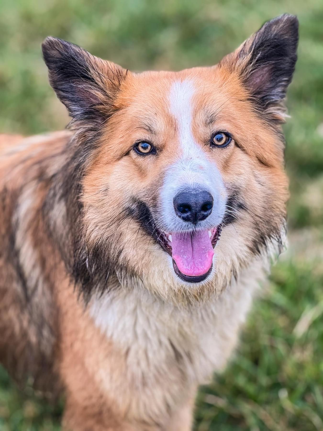 Enlarge Weller Clyde, a Adopted Border Collie in Elyria, OH image 5/6