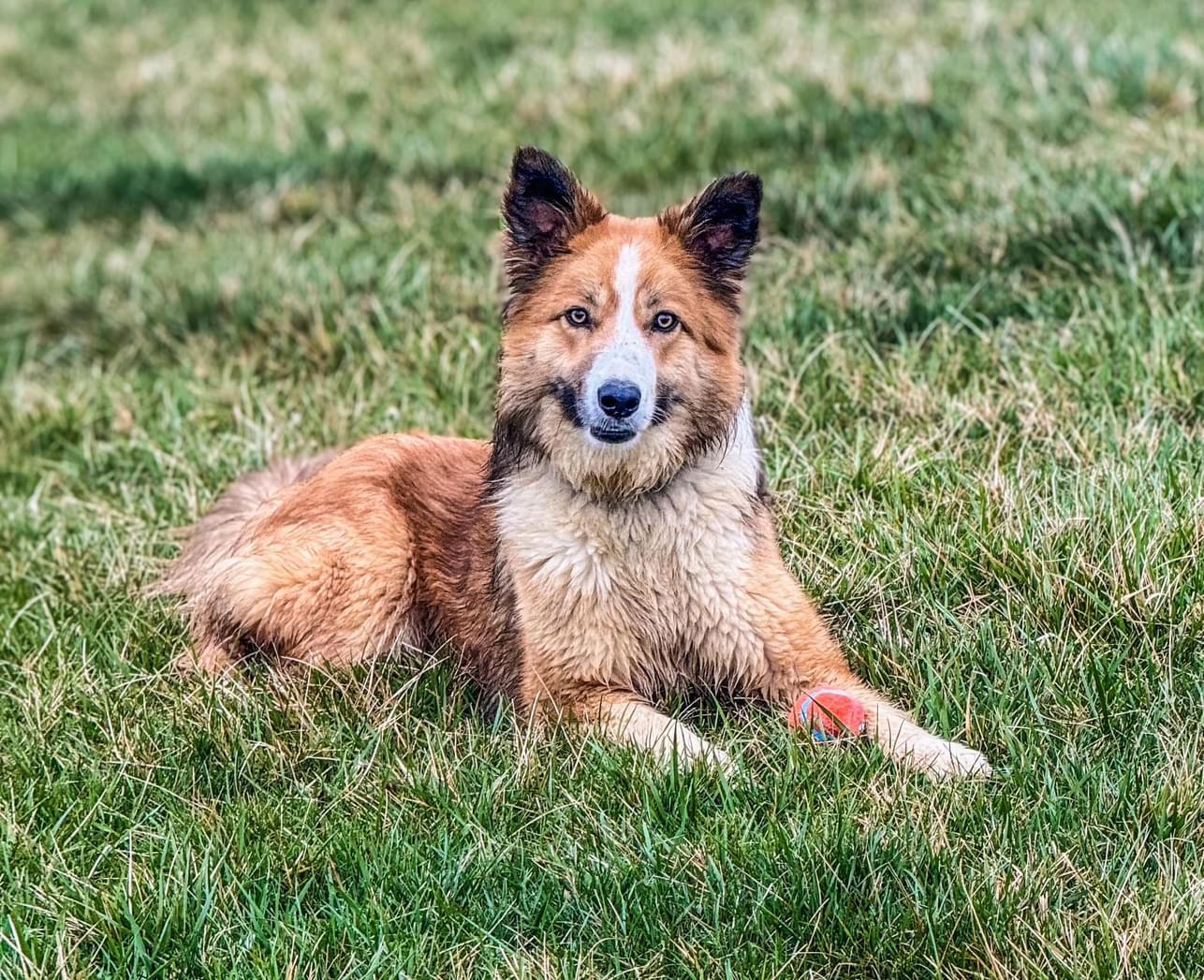 Enlarge Weller Clyde, a Adopted Border Collie in Elyria, OH image 6/6