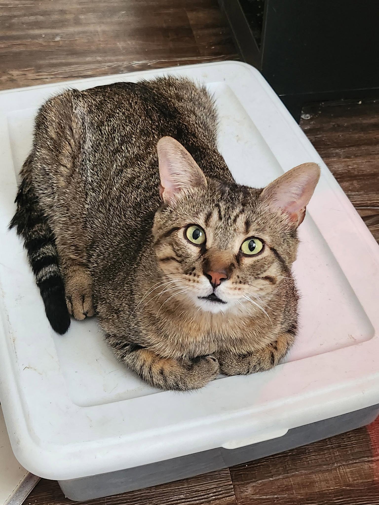 Biscuit (FIV+), Adoptable, Adult Male Domestic Short Hair.