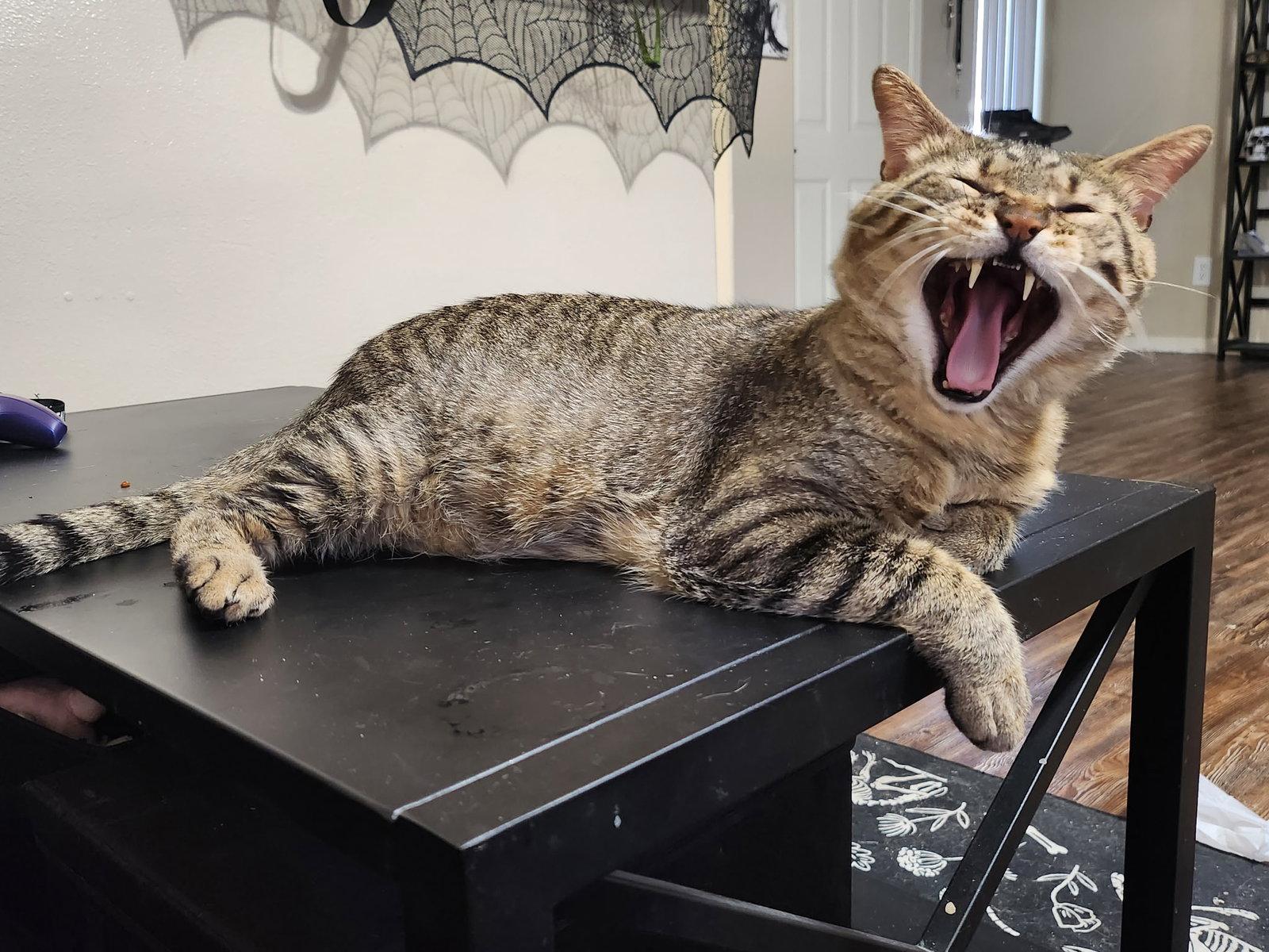 Enlarge Biscuit (FIV+), a Adoptable Domestic Short Hair in Glendale, AZ image 2/3
