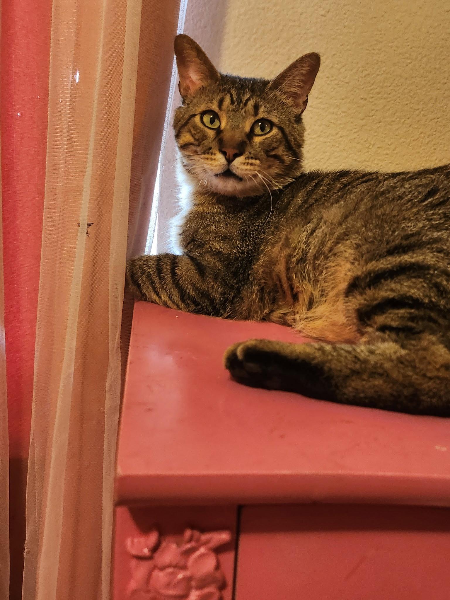 Enlarge Biscuit (FIV+), a Adoptable Domestic Short Hair in Glendale, AZ image 3/3