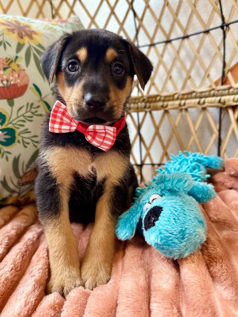 Dog for adoption - Johnny Cade Outsider, a Black Labrador