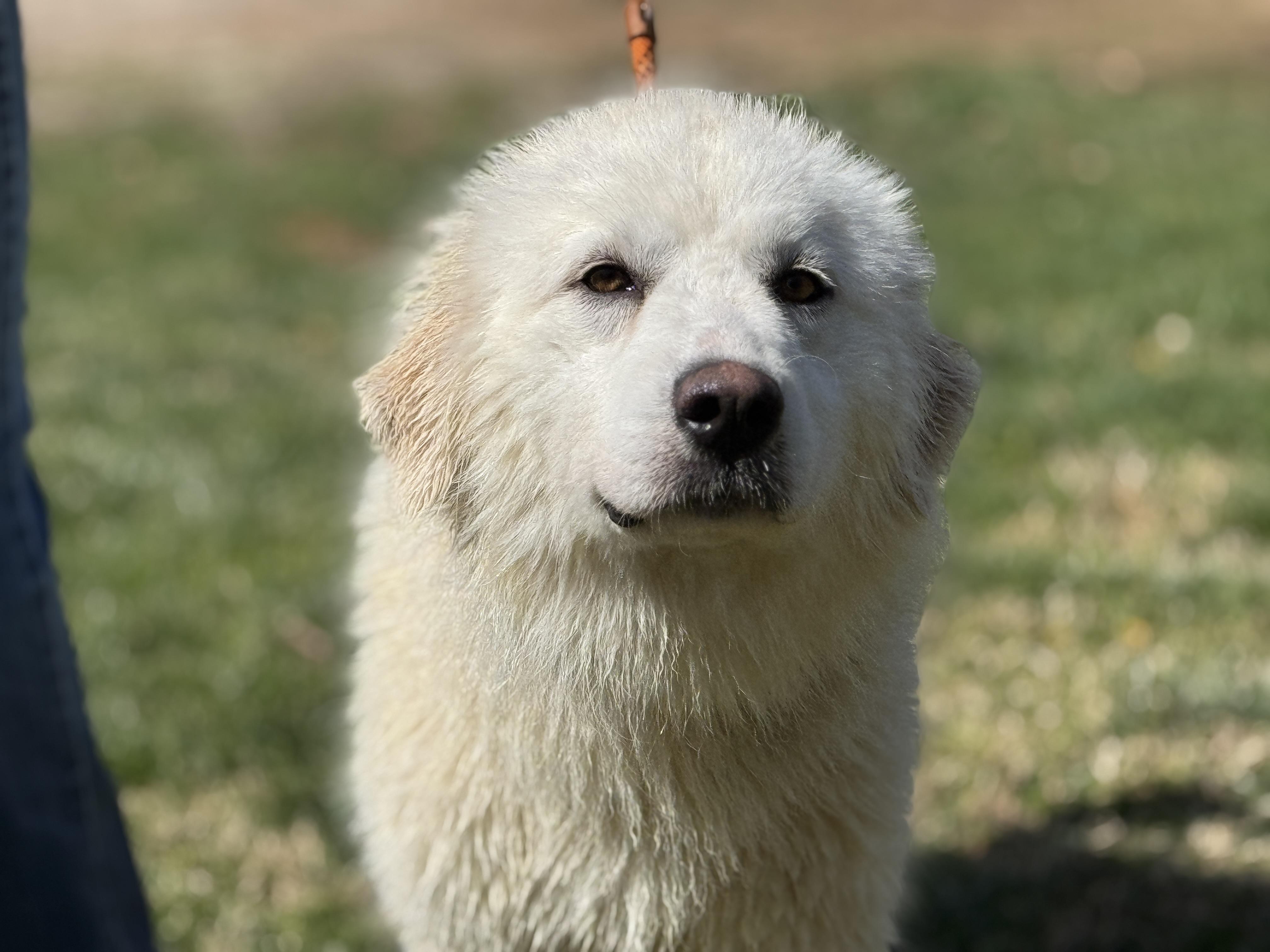 April, adopted, Young Female Great Pyrenees.