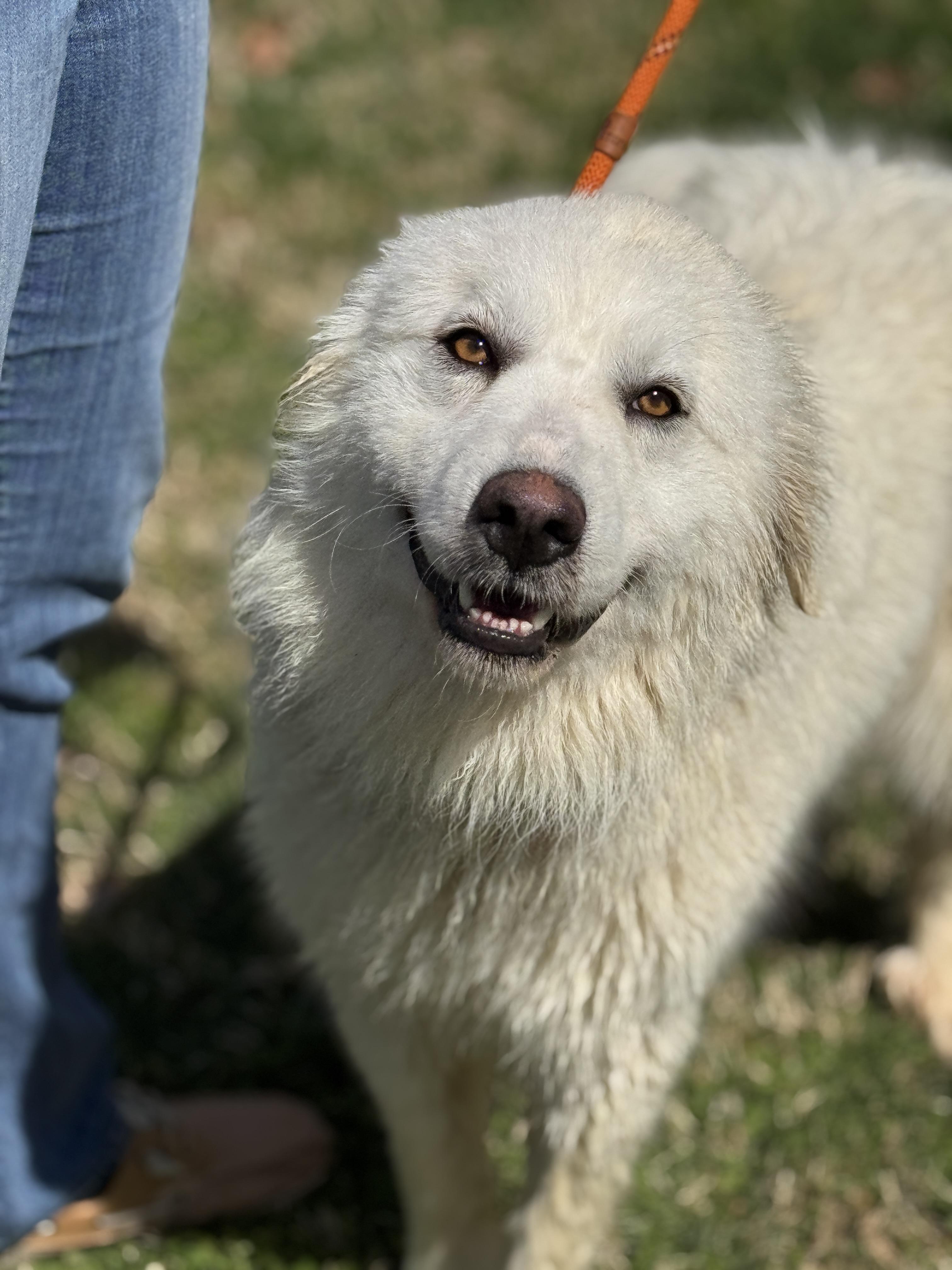 Enlarge April, an adopted Great Pyrenees in Midlothian, VA image 2/6