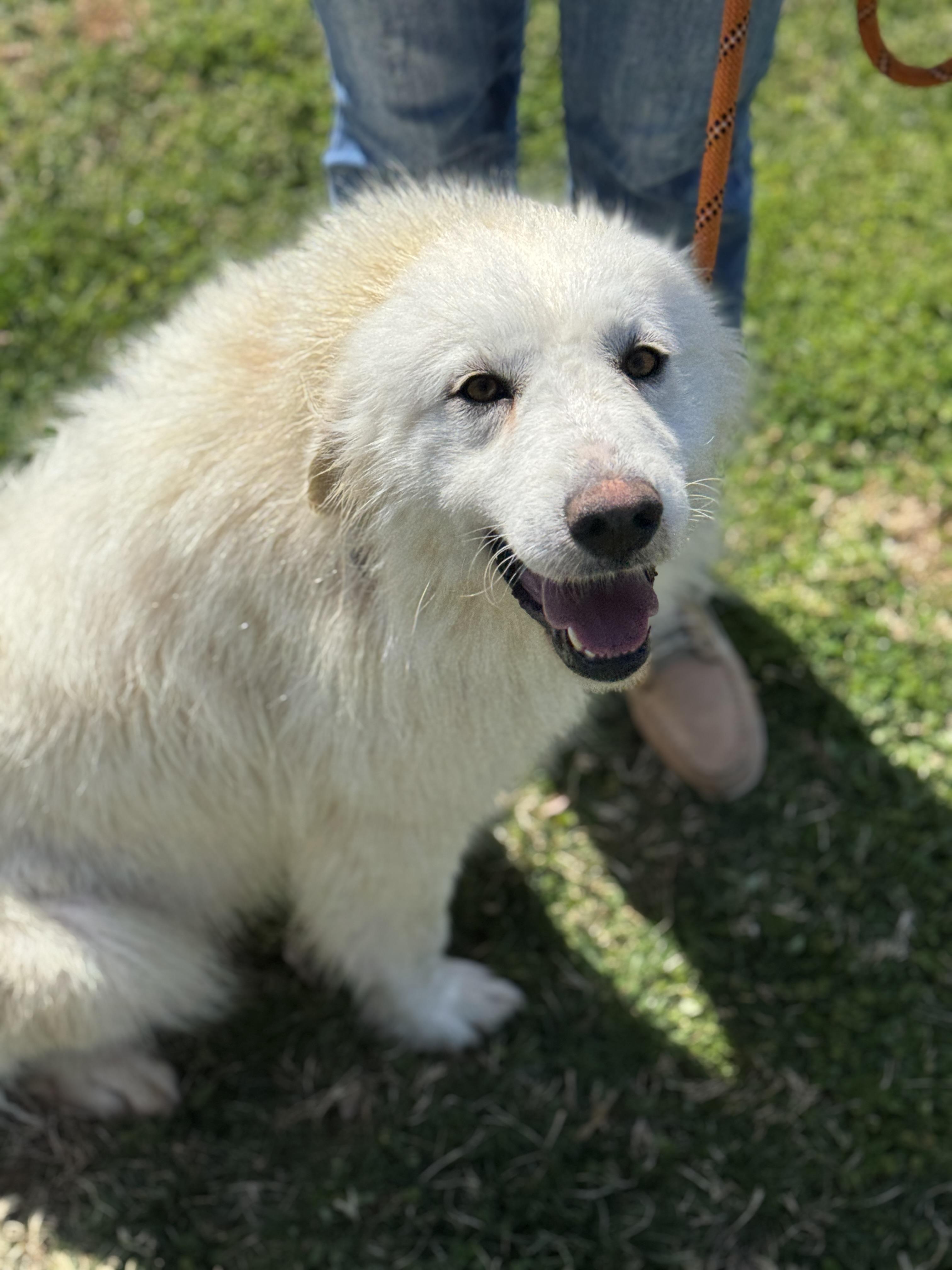 Enlarge April, an adopted Great Pyrenees in Midlothian, VA image 3/6