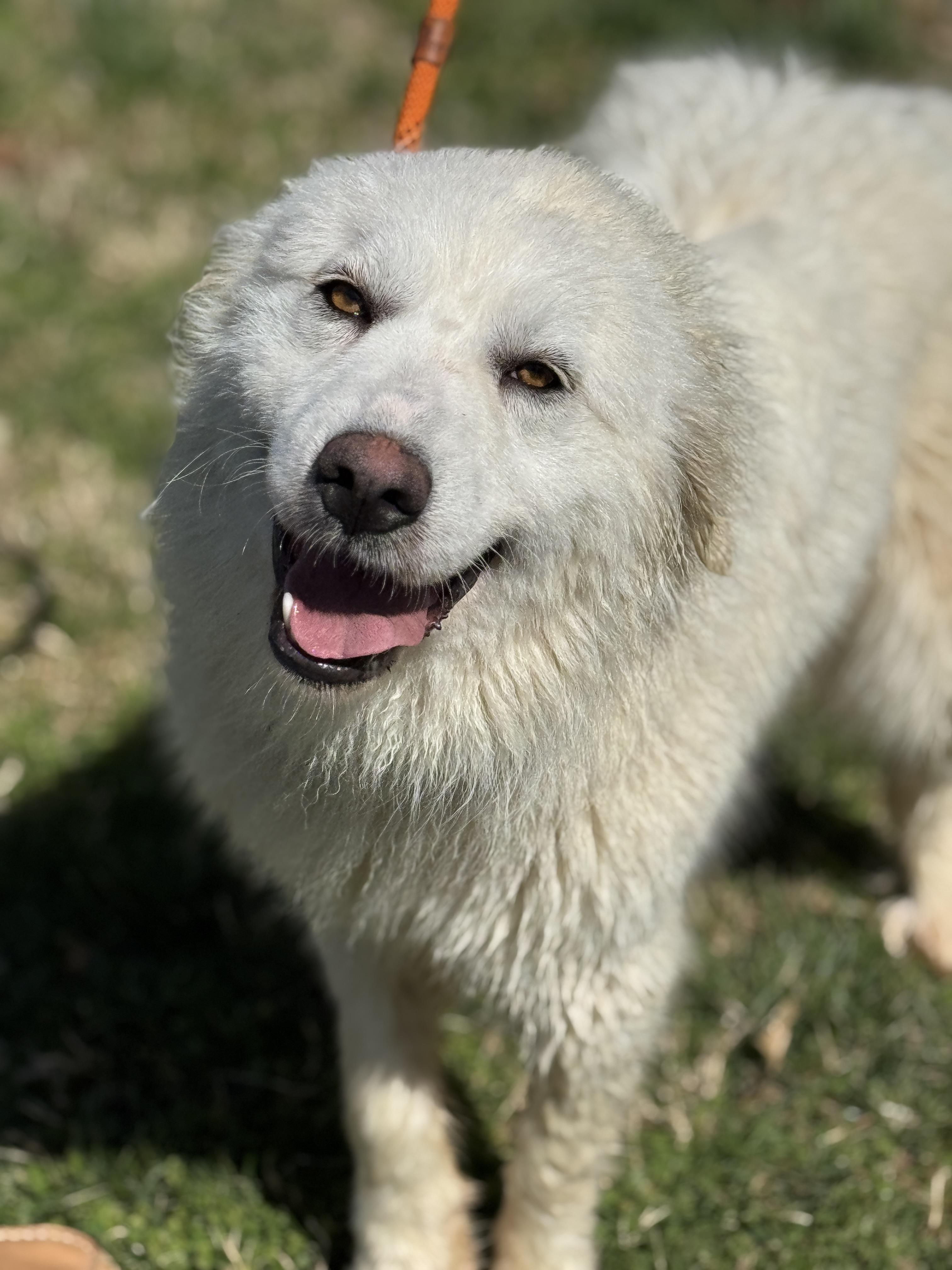 Enlarge April, an adopted Great Pyrenees in Midlothian, VA image 5/6